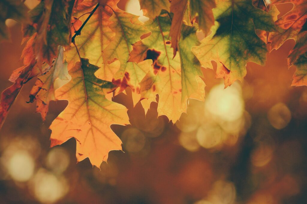 Fall leaves with a blurred background.